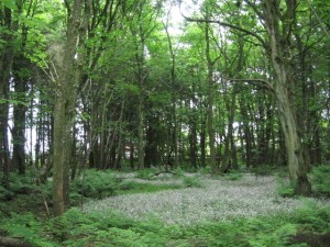 A natural clearing in Aberdeenshire