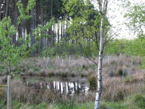 A flight pond in Aberdeenshire