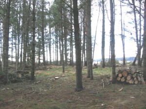 Firewood stacked to season in the Highlands