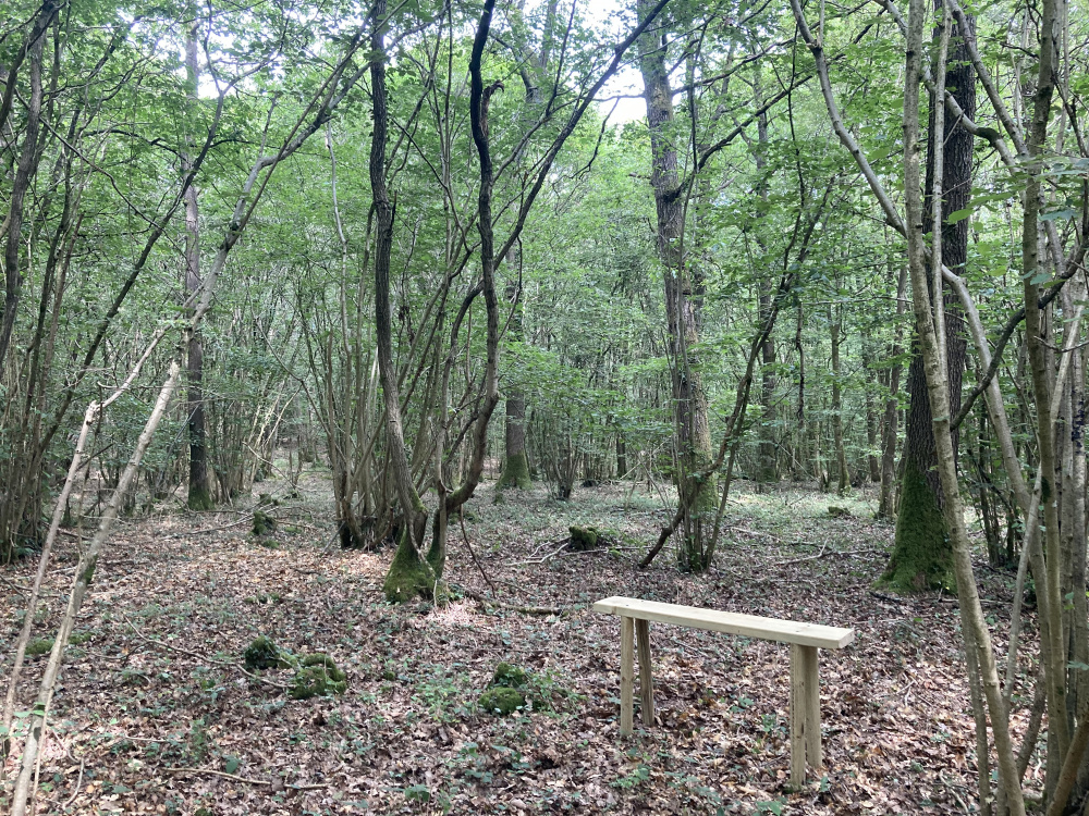 A bench in a clearing