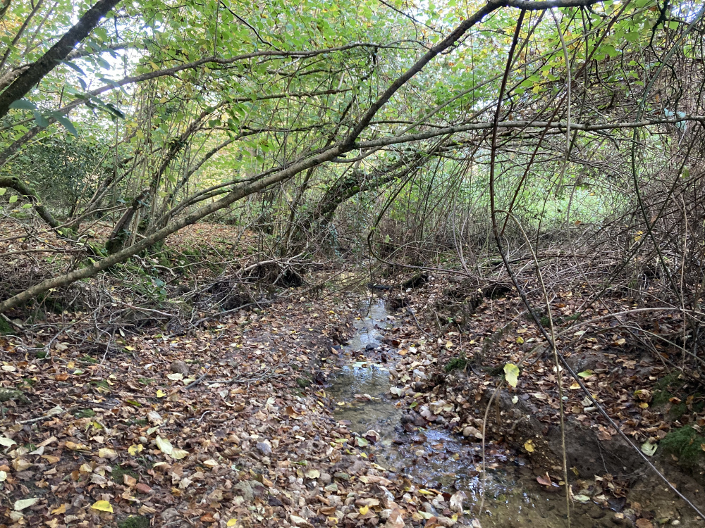 The woodland brook at the boundary