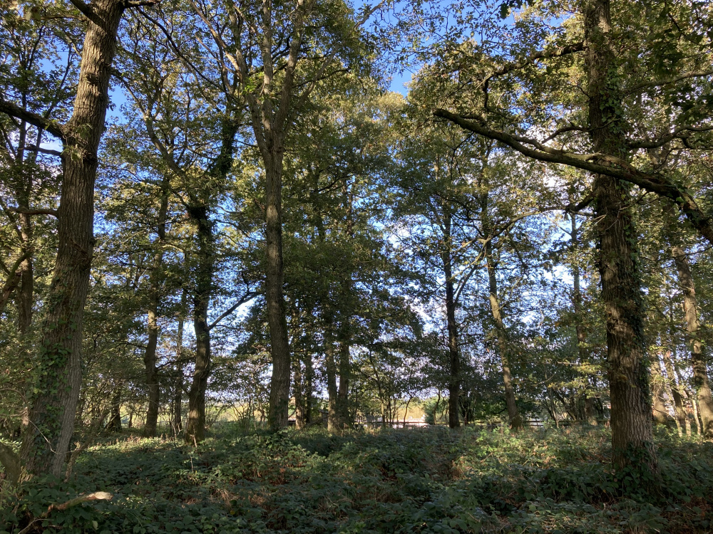 Towering oak trees