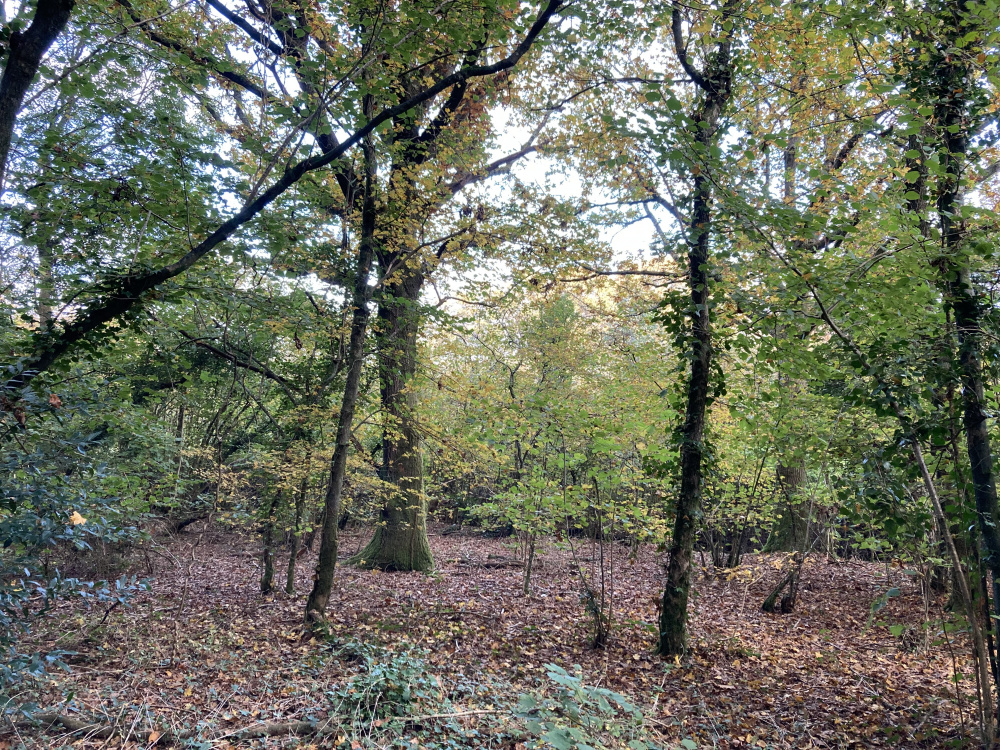 An oak at the edge of a clearing
