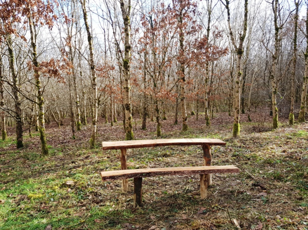 Sit and enjoy looking at your woodland