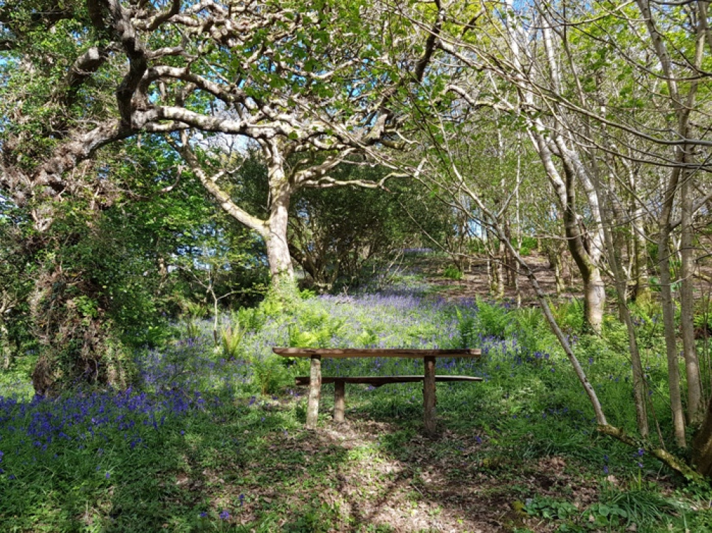 Bench in a glade of bluebells