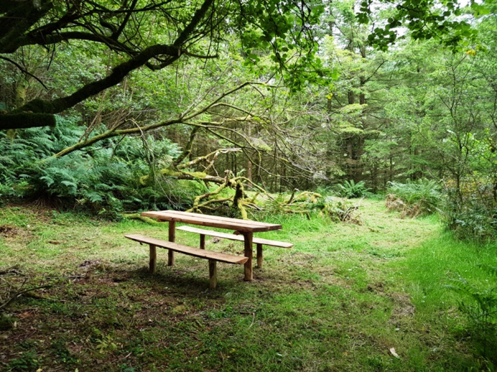 Picnic bench in a level clearing