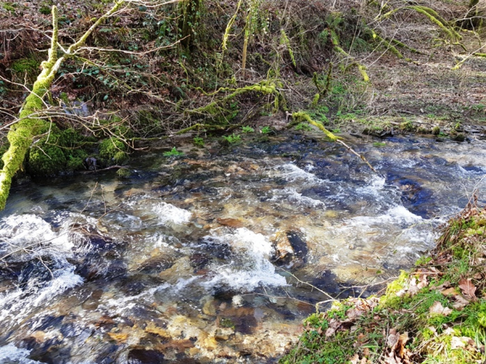 Clear fast flowing stream along the boundary