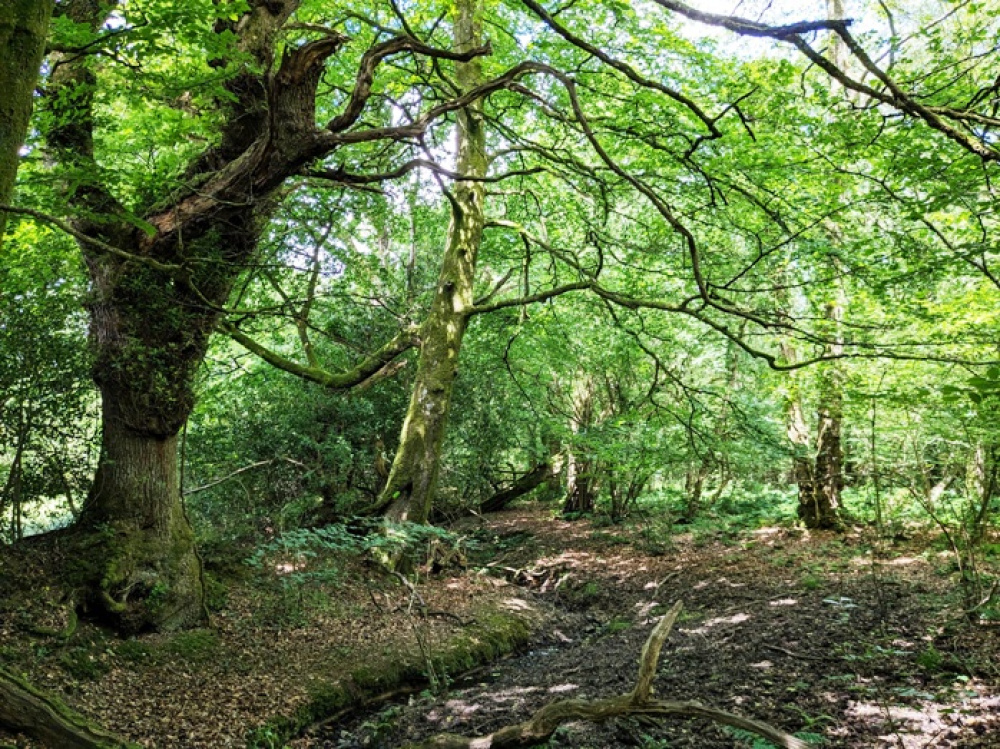 Mature oka tree with the stream underneath