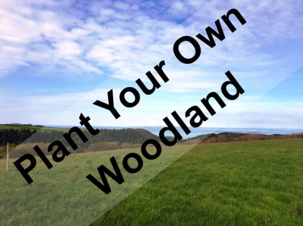 A unique opportunity to create your own woodland