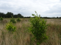 Cadge Wood