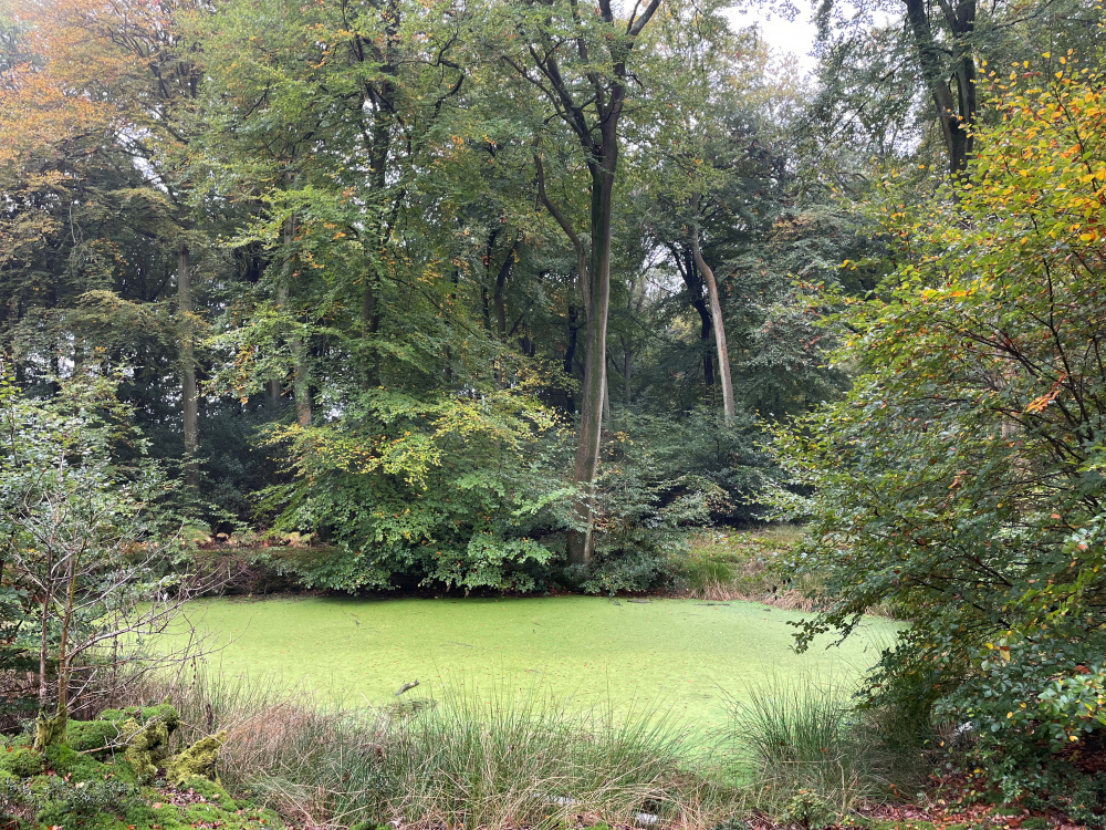 Pond  surrounded by mature woodland.