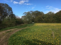De Wymundale Wood