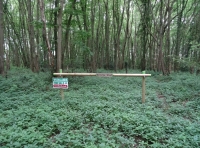 Sotterley Wood