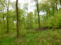 Stoccen Wood