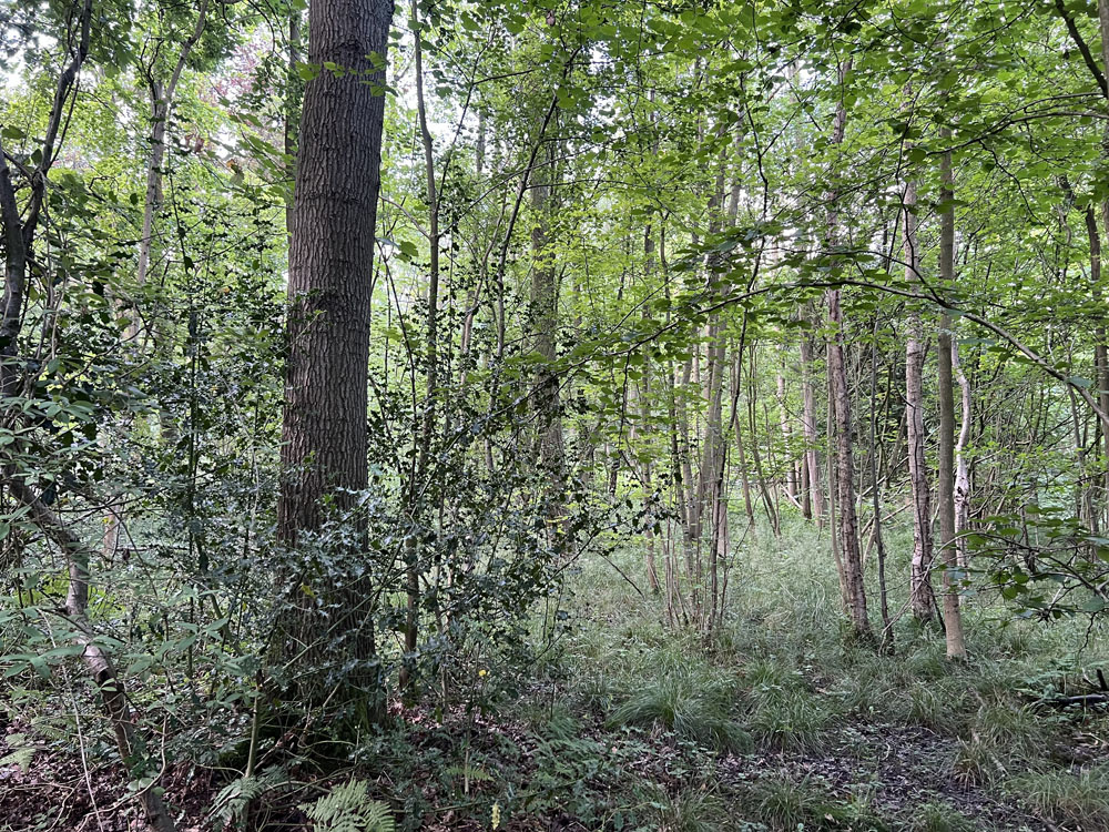 The wood has a high canopy and varied understorey