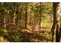 Deighton Wood