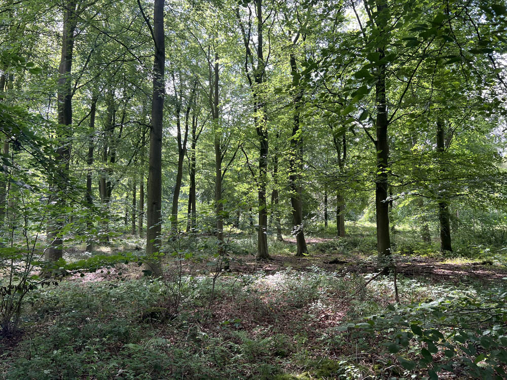 Beautiful straight grown beech trees