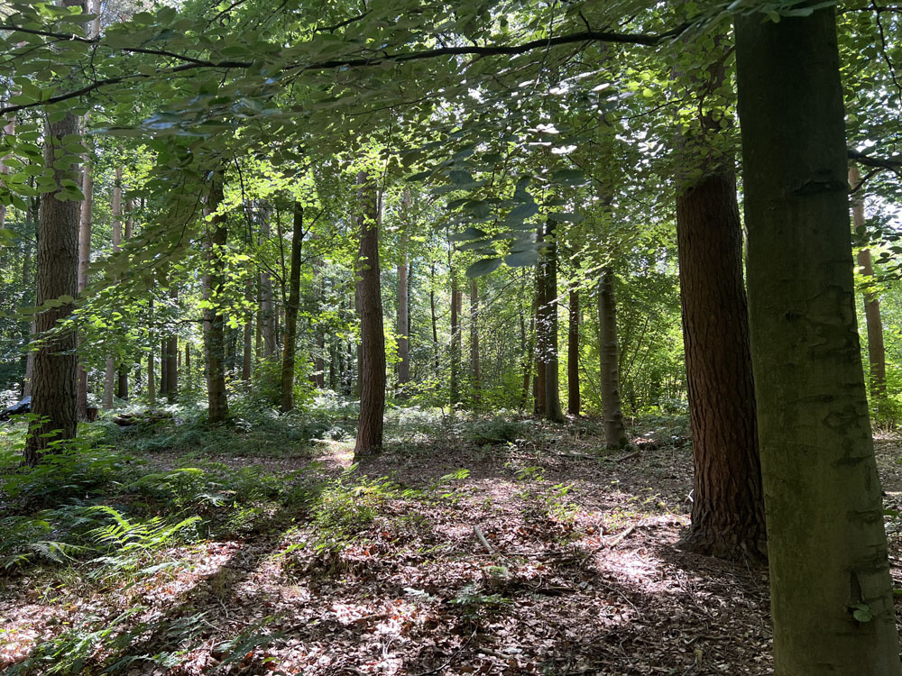 Beautiful light filtering through mature trees