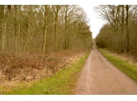 Hutchinson Wood