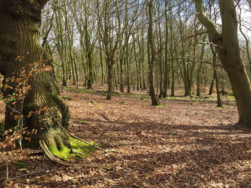 A figured oak trunk and a grove of beech trees in the distance.