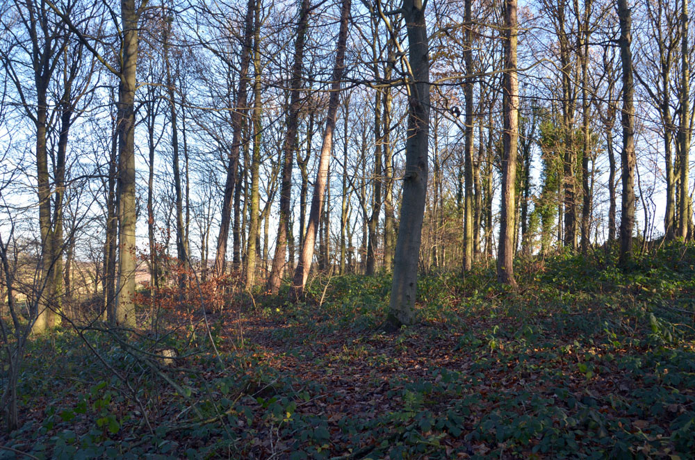 A typical view through Ridings Wood.