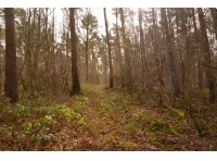 Rushcliffe Wood