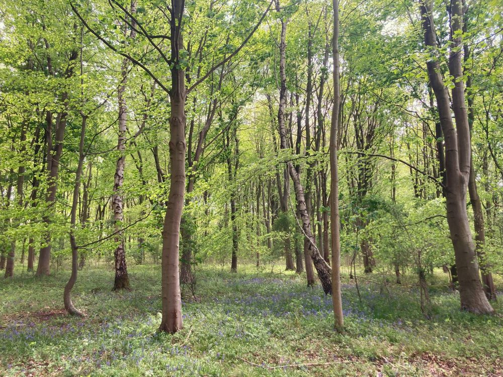 Mixed broadleaves and wild flowers in Throstle Nest Wood