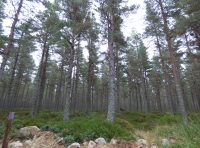 Gabhean Wood
