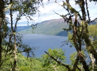 Gallaran Wood