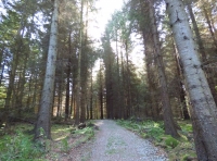 Kallan Wood