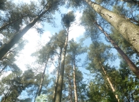 Knightland Wood