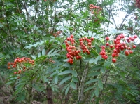 Orchil Wood