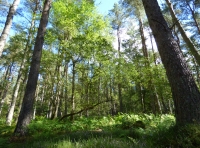Osgar Wood