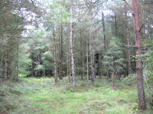 Open woodland