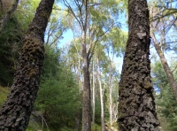 Talorcan Wood