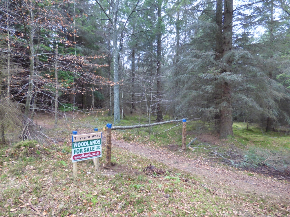 Entrance to the wood