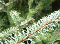 Valan Wood