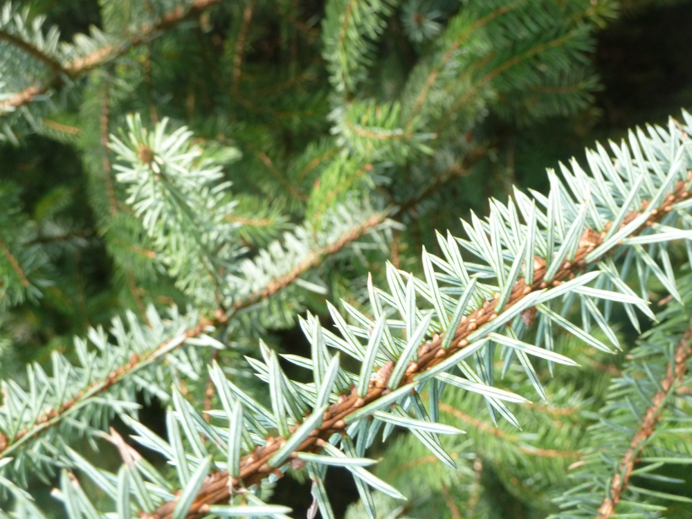 spruce pine needles
