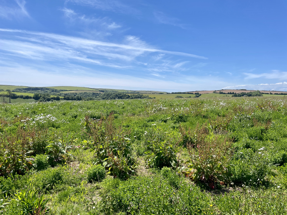 Blue Cornish skies above Castle Meadow