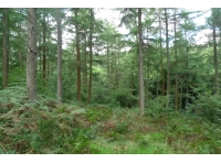 Restwold Wood