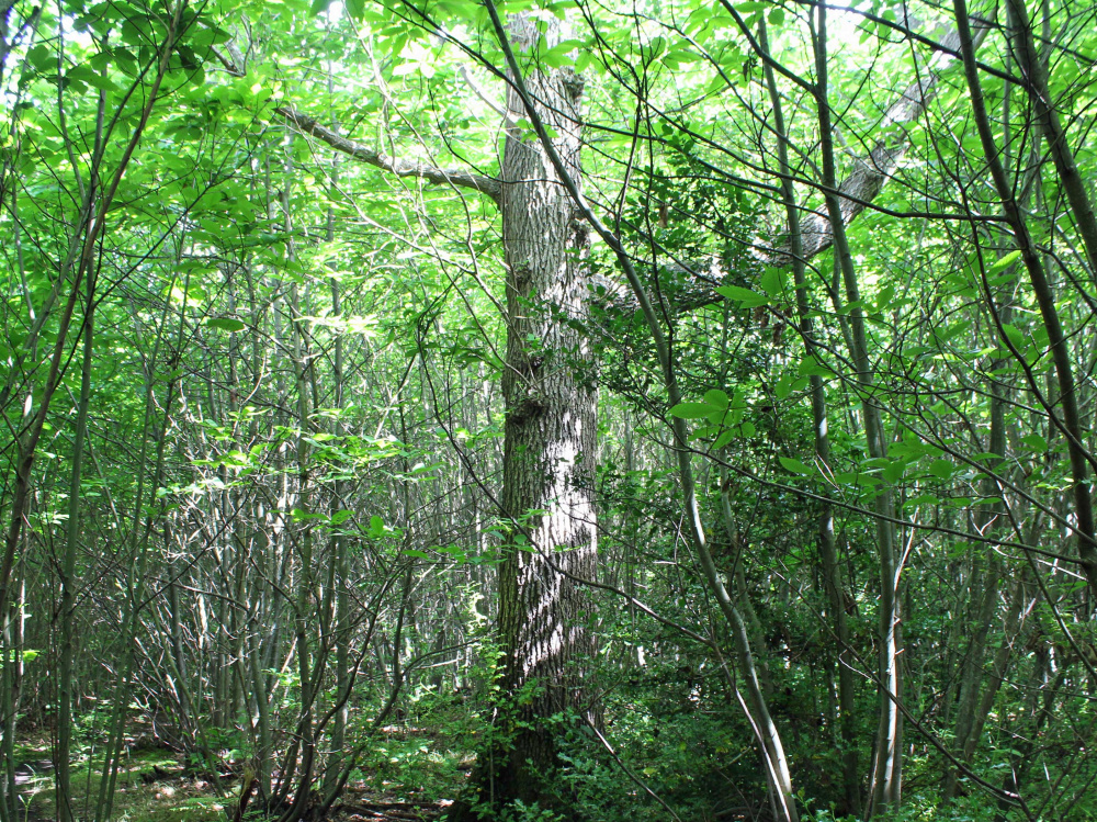 Mature oak standard
