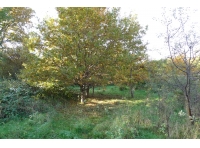 Bridle Wood And Meadow - SOLD