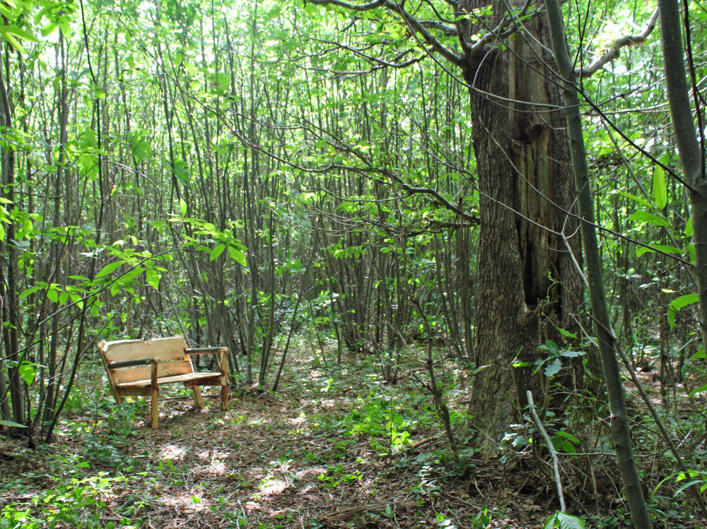 A bench in a small clearing