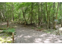 Byre Wood