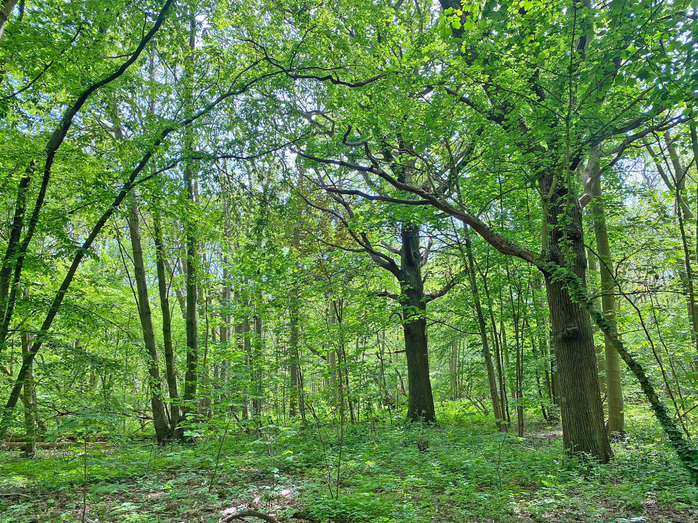 Mature oak and mixed broadleaves