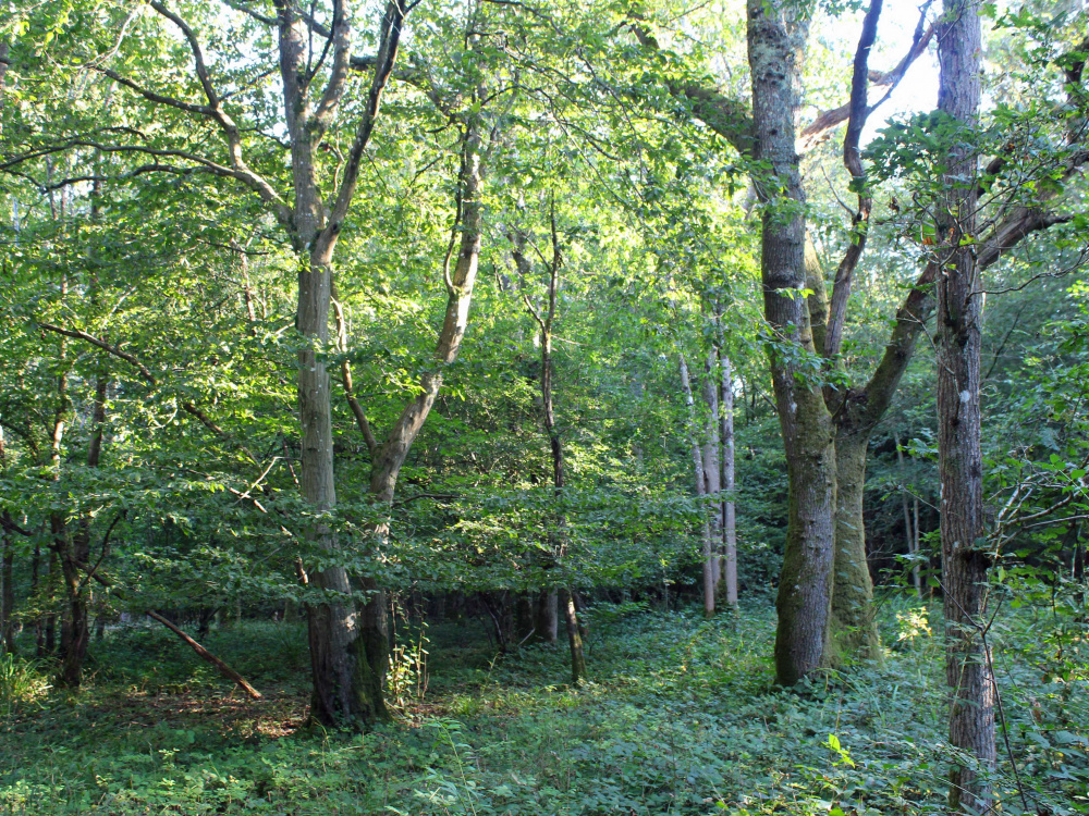 Mixed broadleaves in Loop Wood