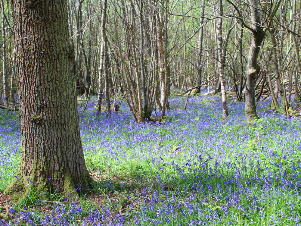 Stunning display of bluebells in the spring