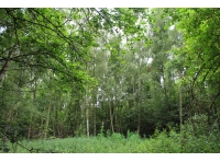 Manciple Wood