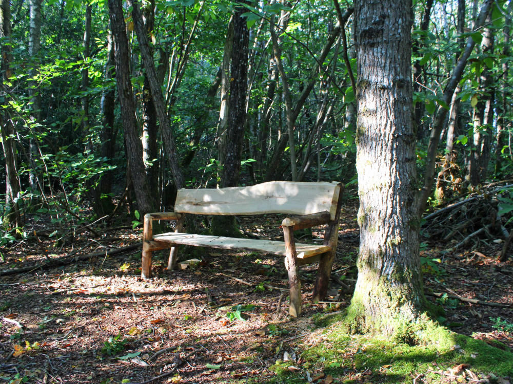 A rustic bench located in a private spot in the wood