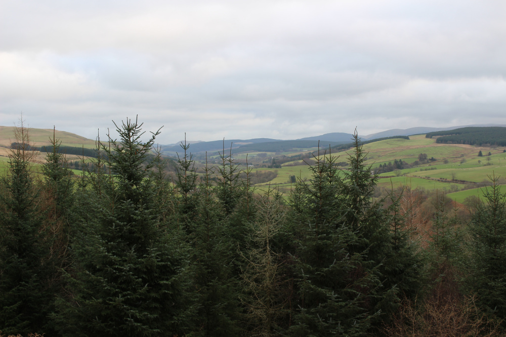 View over woodland